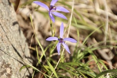 Pheladenia deformis