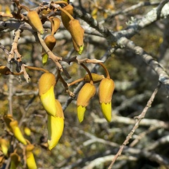 Sophora microphylla