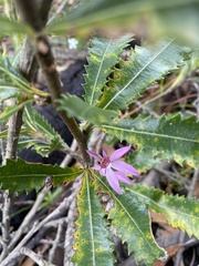 Caladenia hillmanii