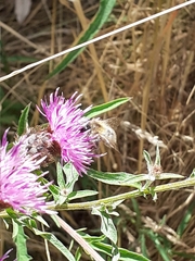 Bombus pascuorum