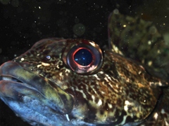 Bovichtus variegatus