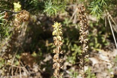 Sideritis montana
