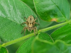 Carrhotus