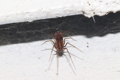 Scytodidae