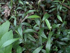 Persicaria dichotoma