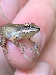 Pristimantis fenestratus