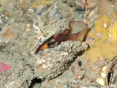 Modiolus areolatus