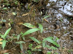 Persicaria dichotoma