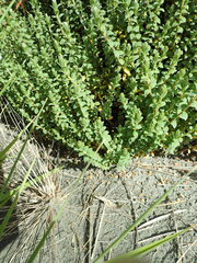 Pimelea villosa