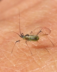 Macrosiphum rosae