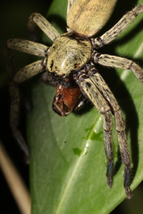 Thelcticopis