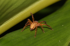 Thelcticopis