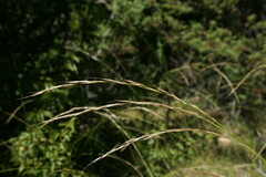 Achnatherum bromoides