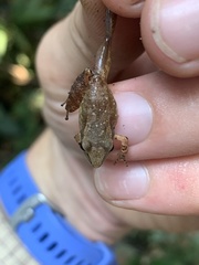 Pristimantis fenestratus