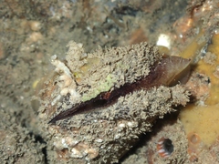 Modiolus areolatus