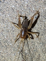 Ceuthophilus hesperus