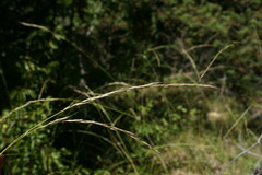 Achnatherum bromoides