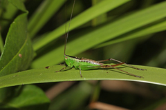 Anisoptera