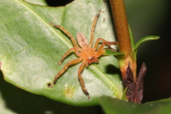 Thelcticopis