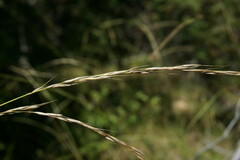Achnatherum bromoides