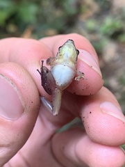 Pristimantis fenestratus