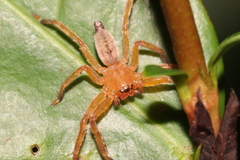 Thelcticopis