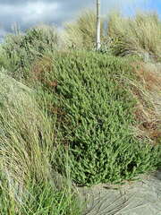 Pimelea villosa