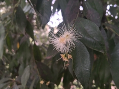 Syzygium