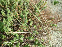 Pimelea villosa