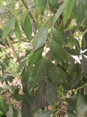Syzygium