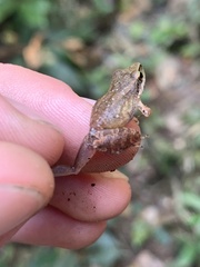 Pristimantis fenestratus