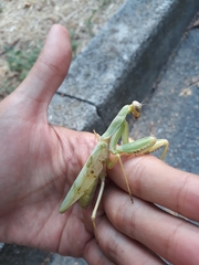 Hierodula transcaucasica