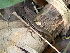 Sphenomorphus indicus