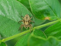 Carrhotus