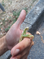 Hierodula transcaucasica
