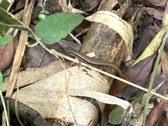 Sphenomorphus indicus