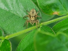 Carrhotus
