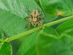 Carrhotus