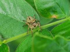 Carrhotus