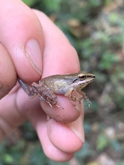 Pristimantis fenestratus