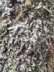 Lobariaceae