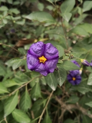 Lycianthes rantonnetii