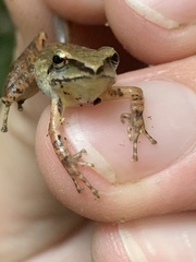 Pristimantis fenestratus