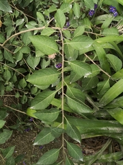 Lycianthes rantonnetii