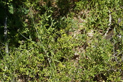 Chrysojasminum fruticans