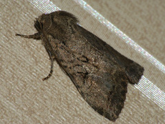 Apterogenum ypsillon