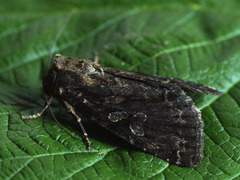 Apterogenum ypsillon