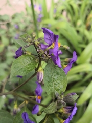 Lycianthes rantonnetii