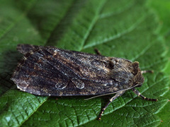 Apterogenum ypsillon
