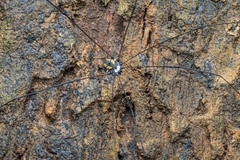 Sclerosomatidae